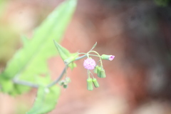 Emilia sonchifolia image