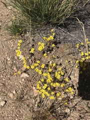 Leptosiphon chrysanthus