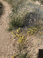 Leptosiphon chrysanthus