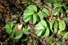 Salvinia biloba