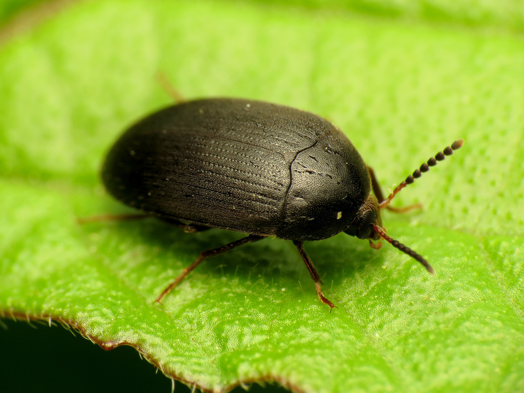 Synstrophus repandus