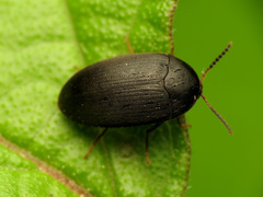 Synstrophus repandus