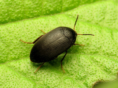 Synstrophus repandus