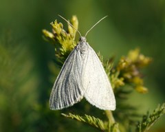 Lithostege farinata