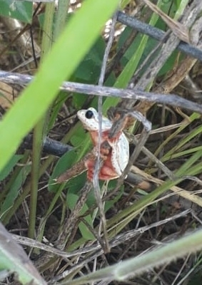 Painted Reed Frog
