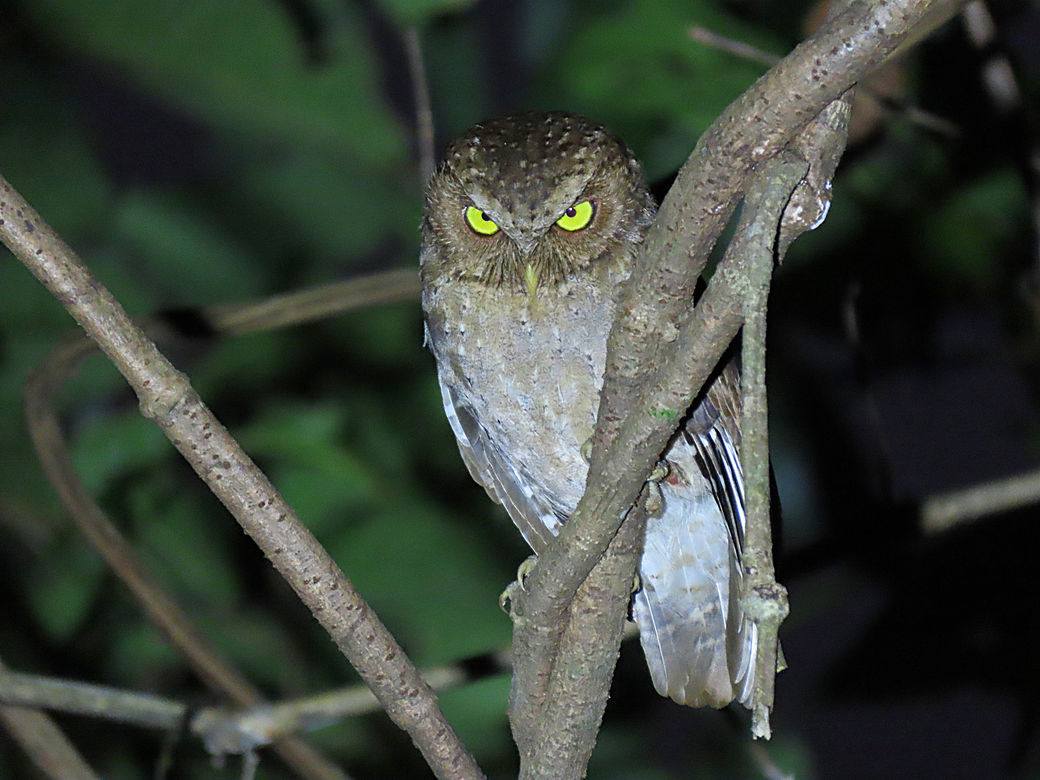 Andaman Scops Owl illustration