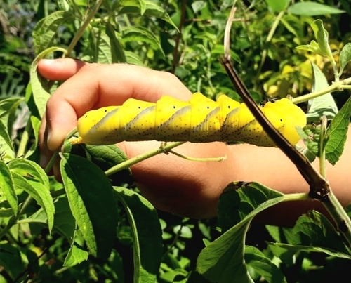 Death's Head Hawkmoth