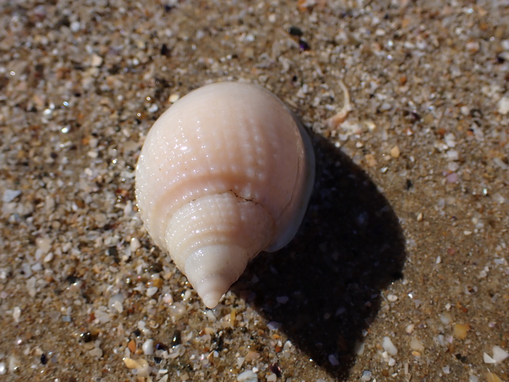 Antephalium semigranosum