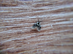 Lepiseodina conspicua