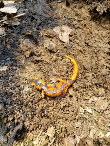 iNaturalist observation photo of Sierra Nevada Ensatina