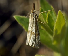 Thisanotia chrysonuchella