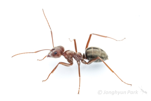 Large Pugnacious Ant photo 5