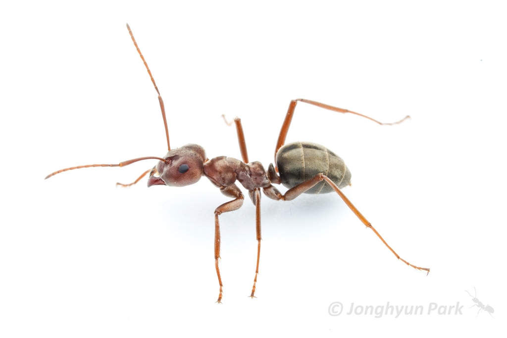 Large Pugnacious Ant