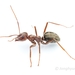 Large Pugnacious Ant - Photo (c) Jonghyun Park, some rights reserved (CC BY), uploaded by Jonghyun Park