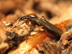 Bibio articulatus