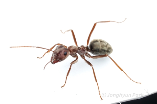 Large Pugnacious Ant photo 6