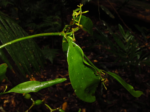 Image of Notothixos cornifolius by (c) Samuel Frankel, some rights reserved (CC BY)