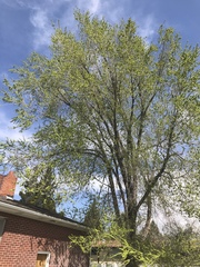 Ulmus pumila
