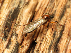 Bibio articulatus
