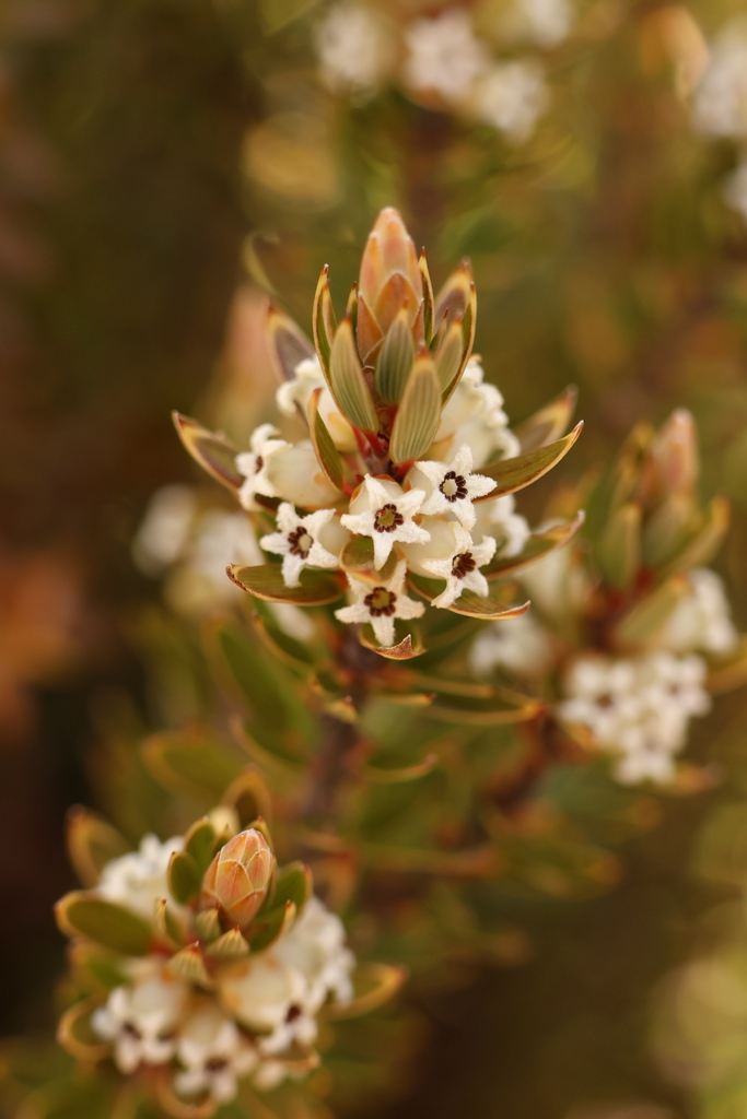 Planocarpa petiolaris