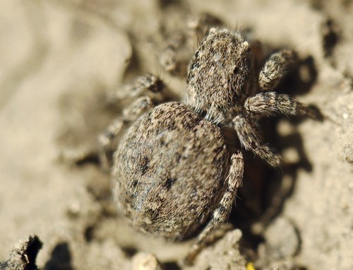 V-Signed Jumping Spider