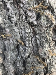 Catocala connubialis