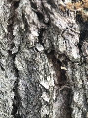 Catocala connubialis