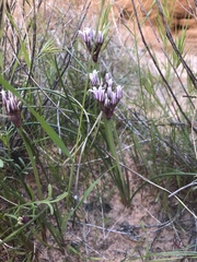 Allium macropetalum