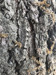 Catocala connubialis