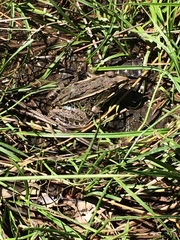 Lithobates kauffeldi