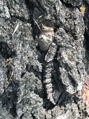 Catocala connubialis