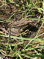 Lithobates kauffeldi