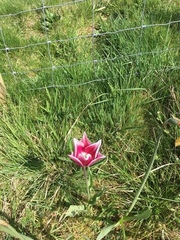 Tulipa gesneriana