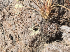 Echinofossulocactus pentacanthus