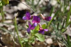 Lathyrus digitatus