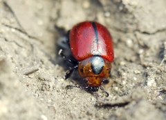 Entomoscelis suturalis