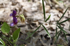 Lathyrus digitatus