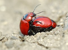 Entomoscelis suturalis