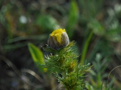 Adonis vernalis