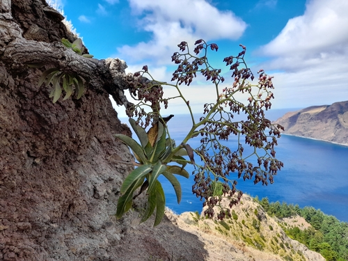 Image of Dendroseris pruinata by (c) Flavien Saboureau, some rights reserved (CC BY)