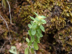 Valantia muralis