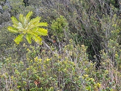 Shore Sowthistle (Sonchus phoeniciformis)