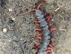 Scolopendra cingulata