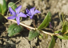 Vinca herbacea