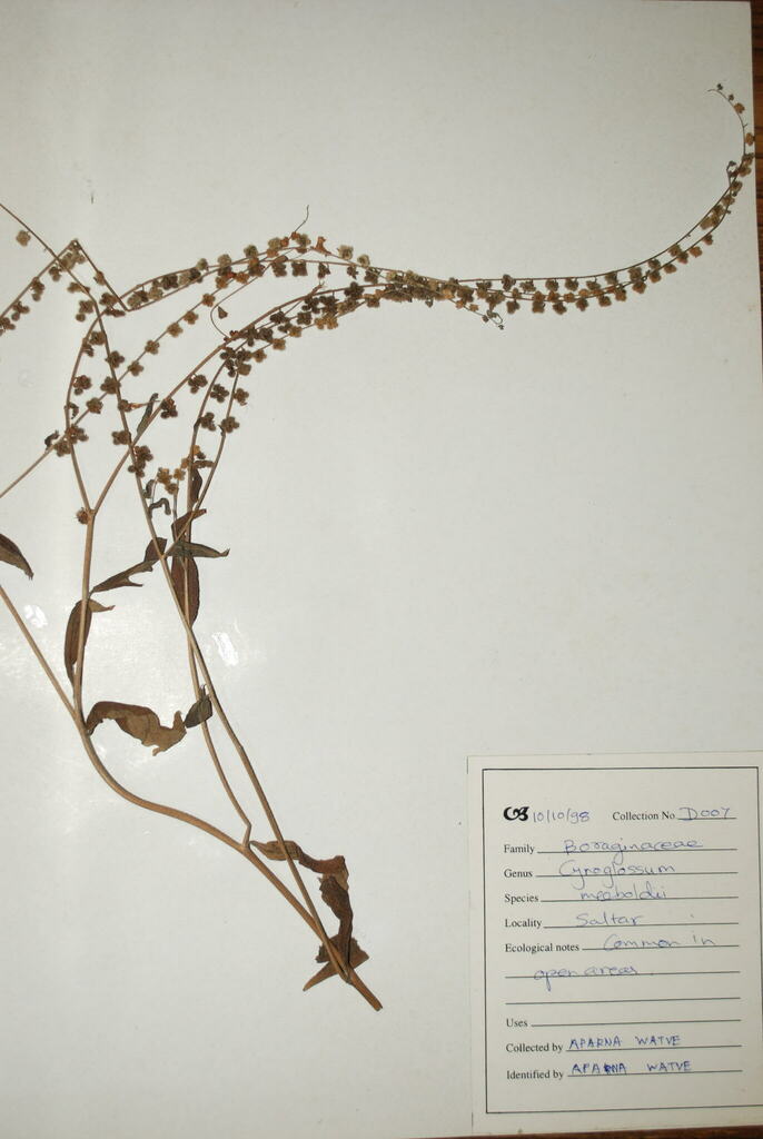 Cynoglossum meeboldii