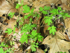 Phacelia ranunculacea