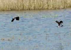Vanellus vanellus
