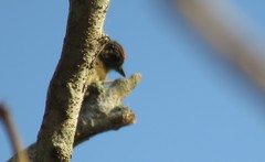 Picumnus olivaceus