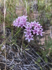 Allium macropetalum