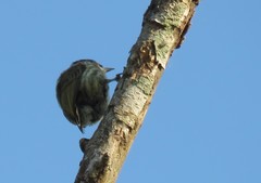 Picumnus olivaceus